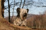 SKYE TERRIER 002